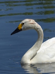 FZ006042 Bewick's swan (Cygnus columbianus).jpg